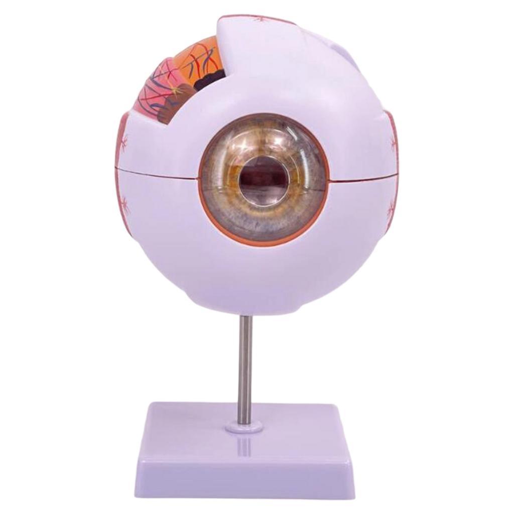 Medical Lab Research - Human Eye Anatomical Model Enlarged Eyeball
