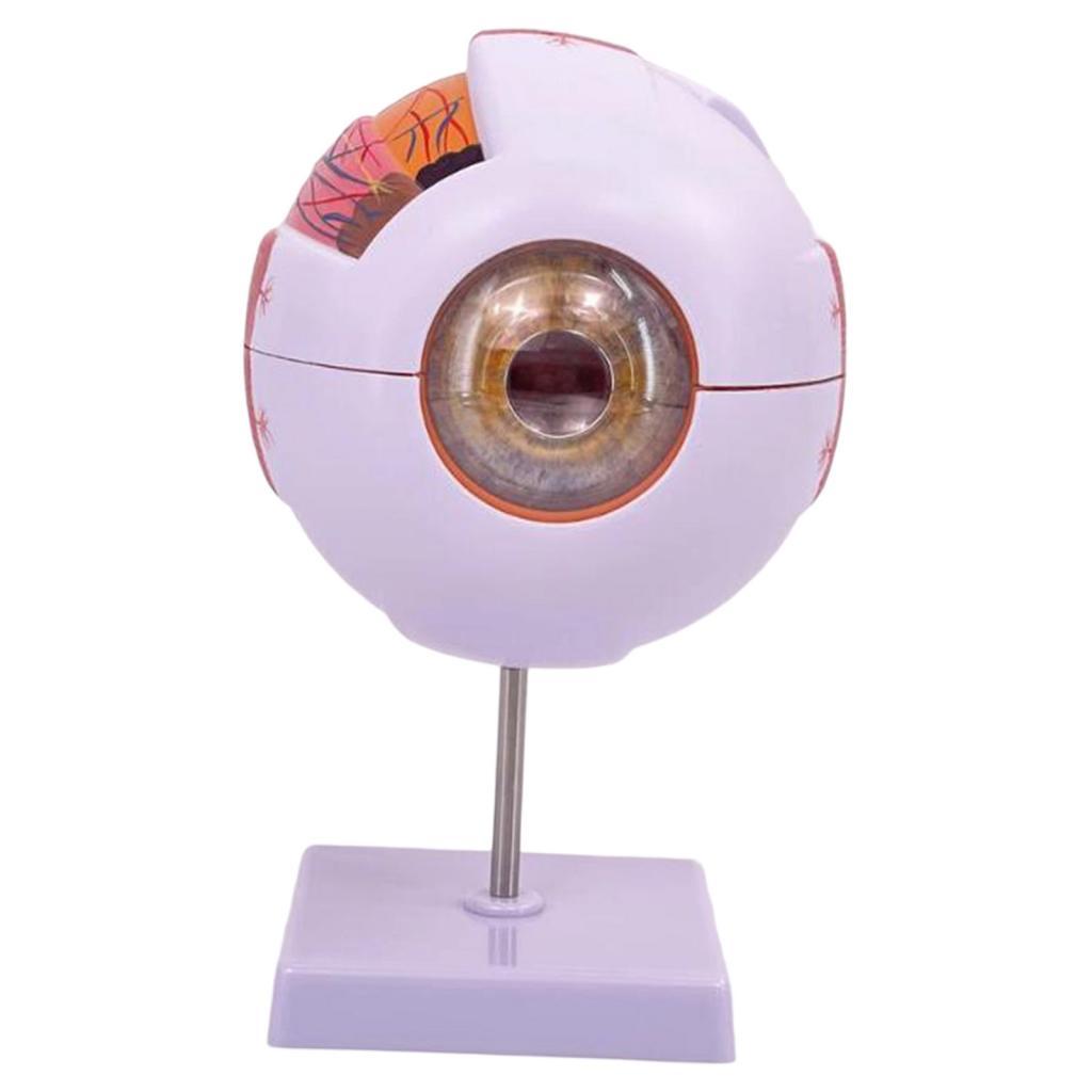 Human Eye Anatomical Model Enl - đánh giá và giá Medical Lab Research