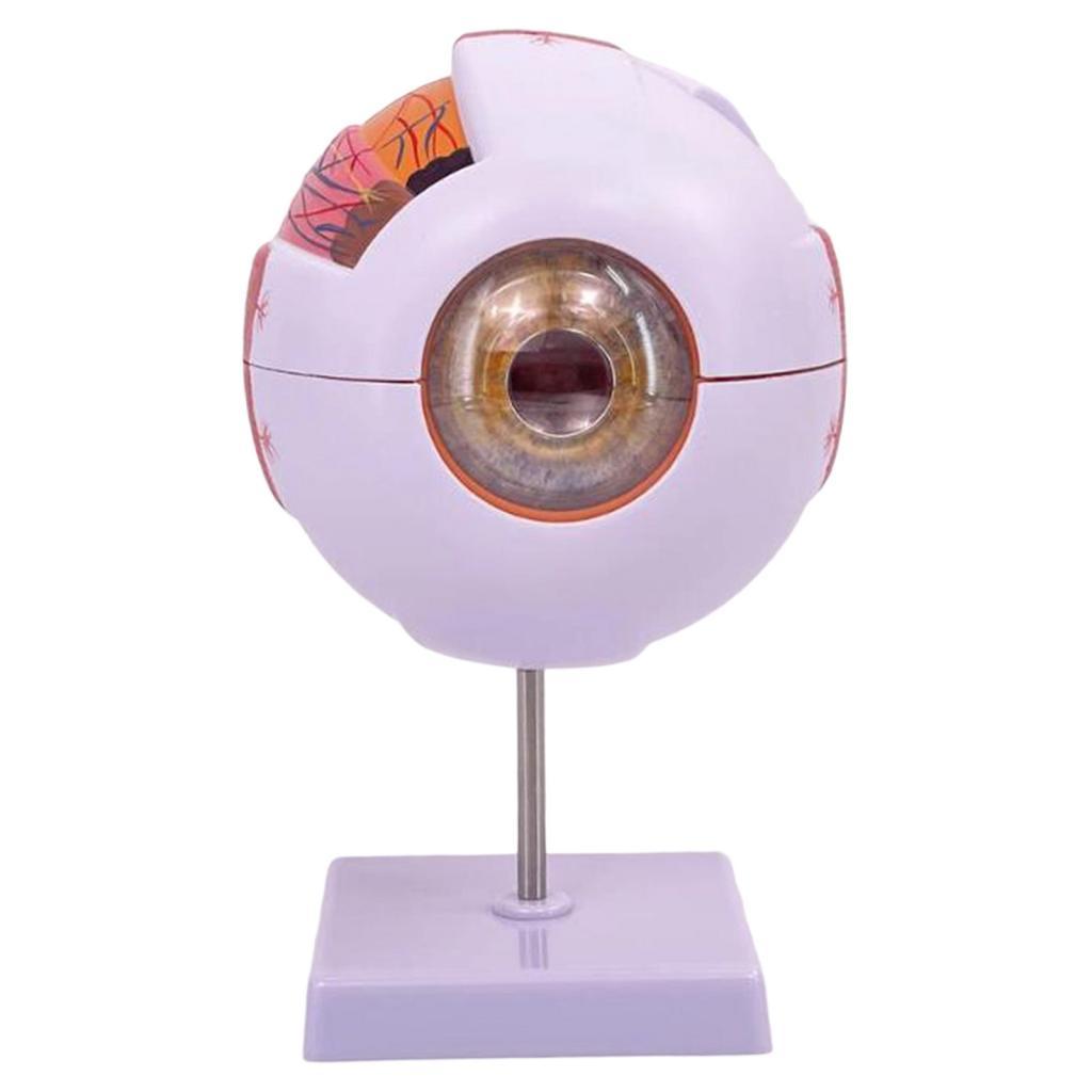 Human Eye Anatomical Model Enl - đánh giá và giá Medical Lab Research