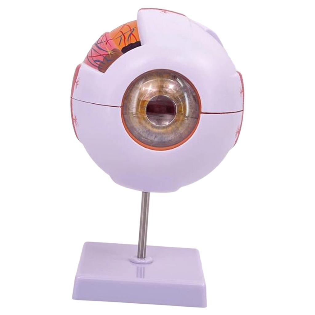 Human Eye Anatomical Model Enl - đánh giá và giá Medical Lab Research